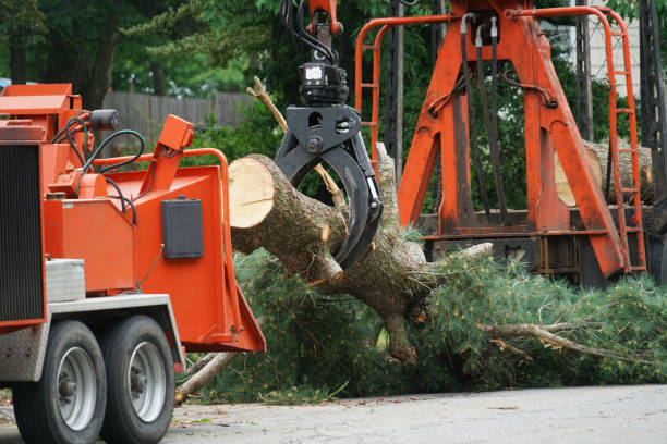 How Our Tree Care Process Works  in  Kaser, NY